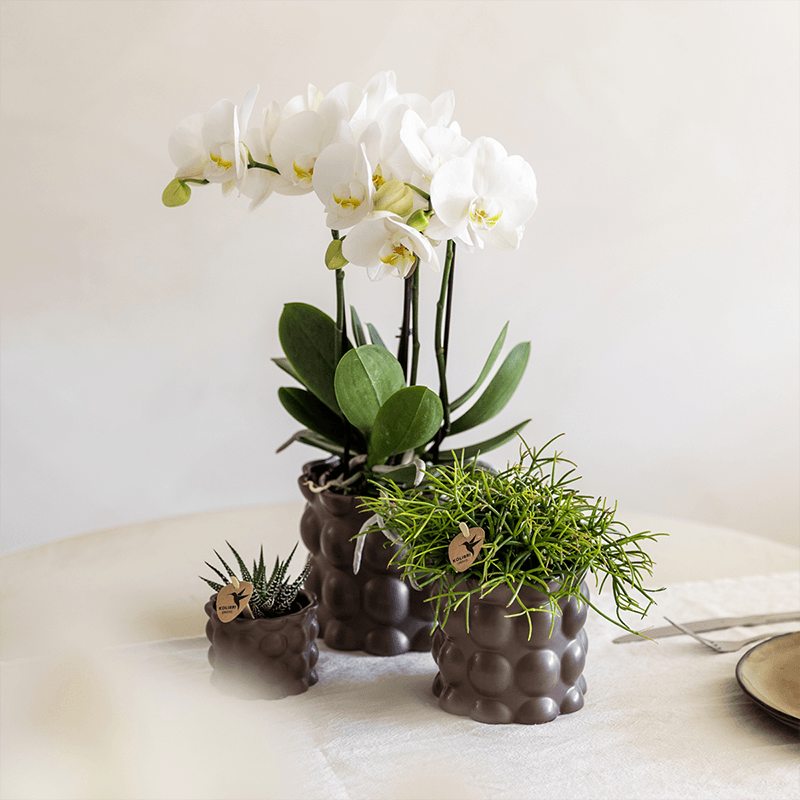 Kolibri Orchids | Pflanzenset Cotton Braun | Grüne Pflanzen mit Weißer Phalaenopsis-Orchidee Ghent in Keramischen Ziertöpfen 