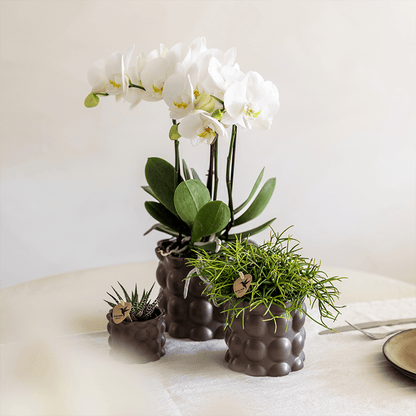 Kolibri Orchids | Pflanzenset Cotton Braun | Grüne Pflanzen mit Weißer Phalaenopsis-Orchidee Ghent in Keramischen Ziertöpfen 