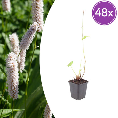 Persicaria bistorta Superba Rosa Blütenstaude für feuchte Beete & Teichrand Ø9cm 48 Stück