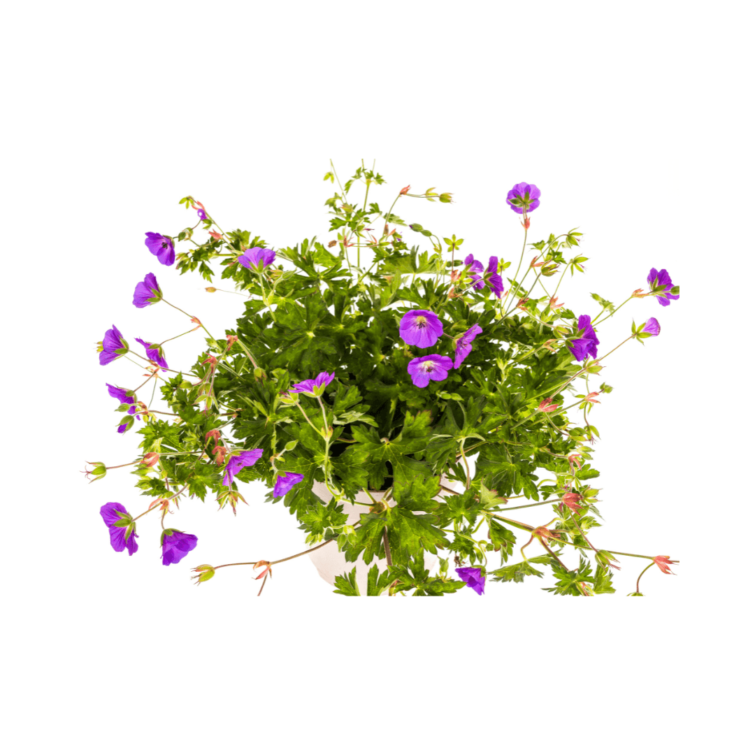 Geranium Rozanne – Storchschnabel mit violett-blauen Blüten – Ø 19 cm Topf – Höhe 20–30 cm – Für Beet, Kübel & als Bodendecker – Langanhaltende Blüte – Pflegeleicht 