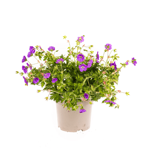 Geranium Rozanne – Storchschnabel mit violett-blauen Blüten – Ø 19 cm Topf – Höhe 20–30 cm – Für Beet, Kübel & als Bodendecker – Langanhaltende Blüte – Pflegeleicht 