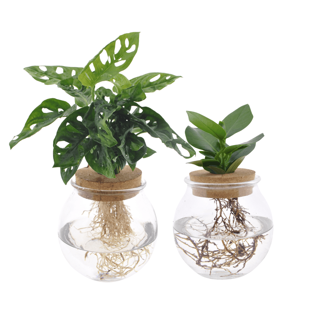 Hydroponie-Set – Monstera Adansonii & Clusia im Glas – 2er-Set – Ø12cm – ↕30cm – Zimmerpflanzen im Wasserglas – Pflegeleicht & dekorativ 