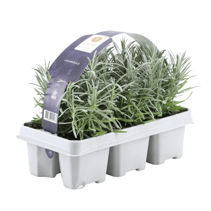 Echter Lavendel – Lavendel angustifolia – 6 Pflanzen – Ø7cm, ↕15cm – Duftend, Pflegeleicht & Winterhart – Für Garten, Balkon & Terrasse 