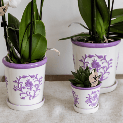 Orchidee Vienna Lila im Malaga Ziertopf Lila – Ø9cm – Zimmerpflanze mit 2-3 kräftigen Zweigen – Blühende Indoor-Orchidee – Geschenkidee & Wohnaccessoire 