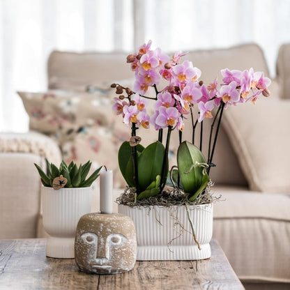Kolibri Orchids | Rosé Orchideen‑Set im Diabolo Twin Pink Übertopf | zwei altrosa Treviso Orchideen Ø9cm 