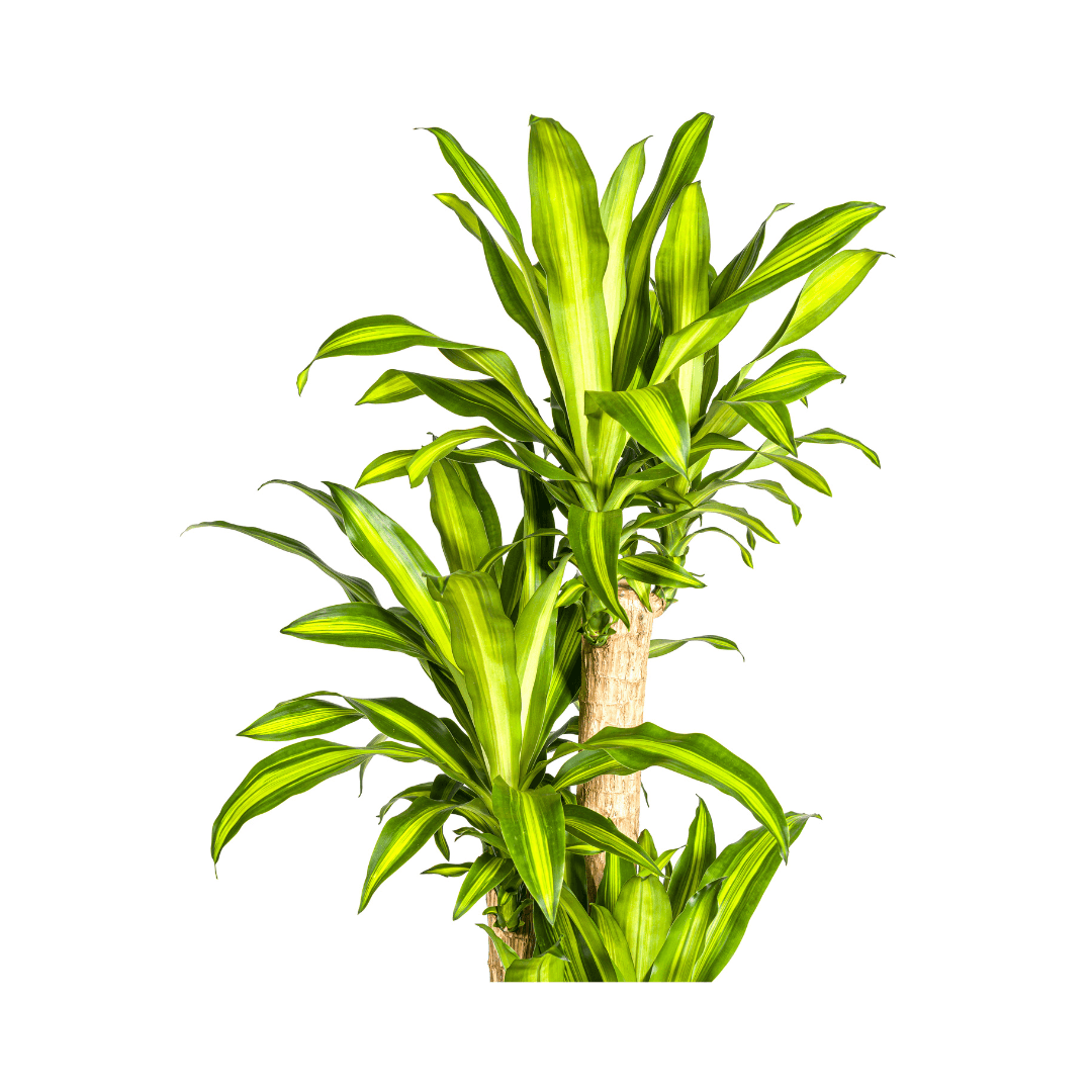 Dracaena Fragrans Massangeana – Drachenbaum – Ø30 cm – ↕170-190 cm – Tropische Zimmerpflanze – Robust & pflegeleicht – Für hellen bis halbschattigen Standort 