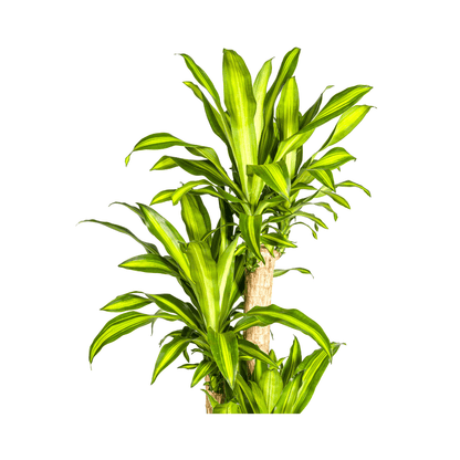 Dracaena Fragrans Massangeana – Drachenbaum – Ø30 cm – ↕170-190 cm – Tropische Zimmerpflanze – Robust & pflegeleicht – Für hellen bis halbschattigen Standort 
