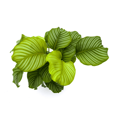 Korbmarante Calathea Orbifolia – Zimmerpflanze – Ø27cm – ↕70-90cm – große dekorative Blätter – pflegeleicht & tropisches Flair 
