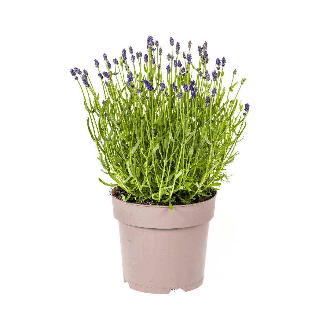 Echter Lavendel Lavandula angustifolia – Ø19cm – Höhe 40–50cm – Duftende Garten- und Balkonpflanze – Bienenfreundlich & Pflegeleicht 