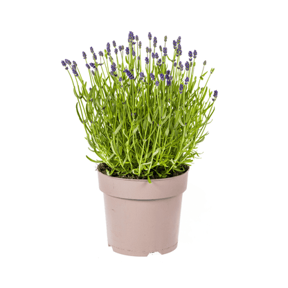 Echter Lavendel Lavandula angustifolia – Ø19cm – Höhe 40–50cm – Duftende Garten- und Balkonpflanze – Bienenfreundlich & Pflegeleicht 