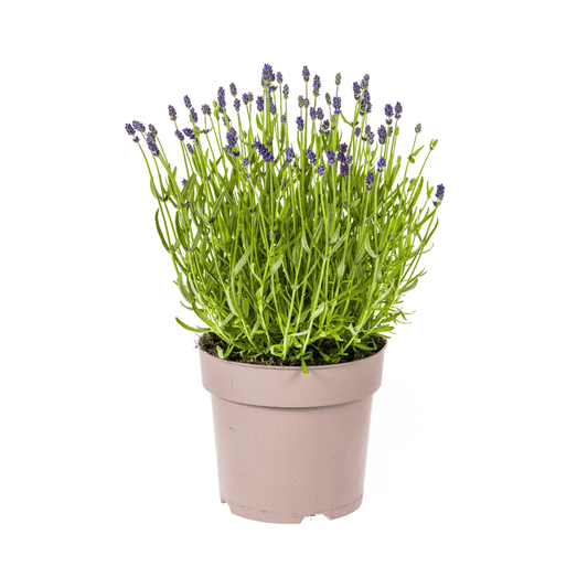 Echter Lavendel Lavandula angustifolia – Ø19cm – Höhe 40–50cm – Duftende Garten- und Balkonpflanze – Bienenfreundlich & Pflegeleicht 