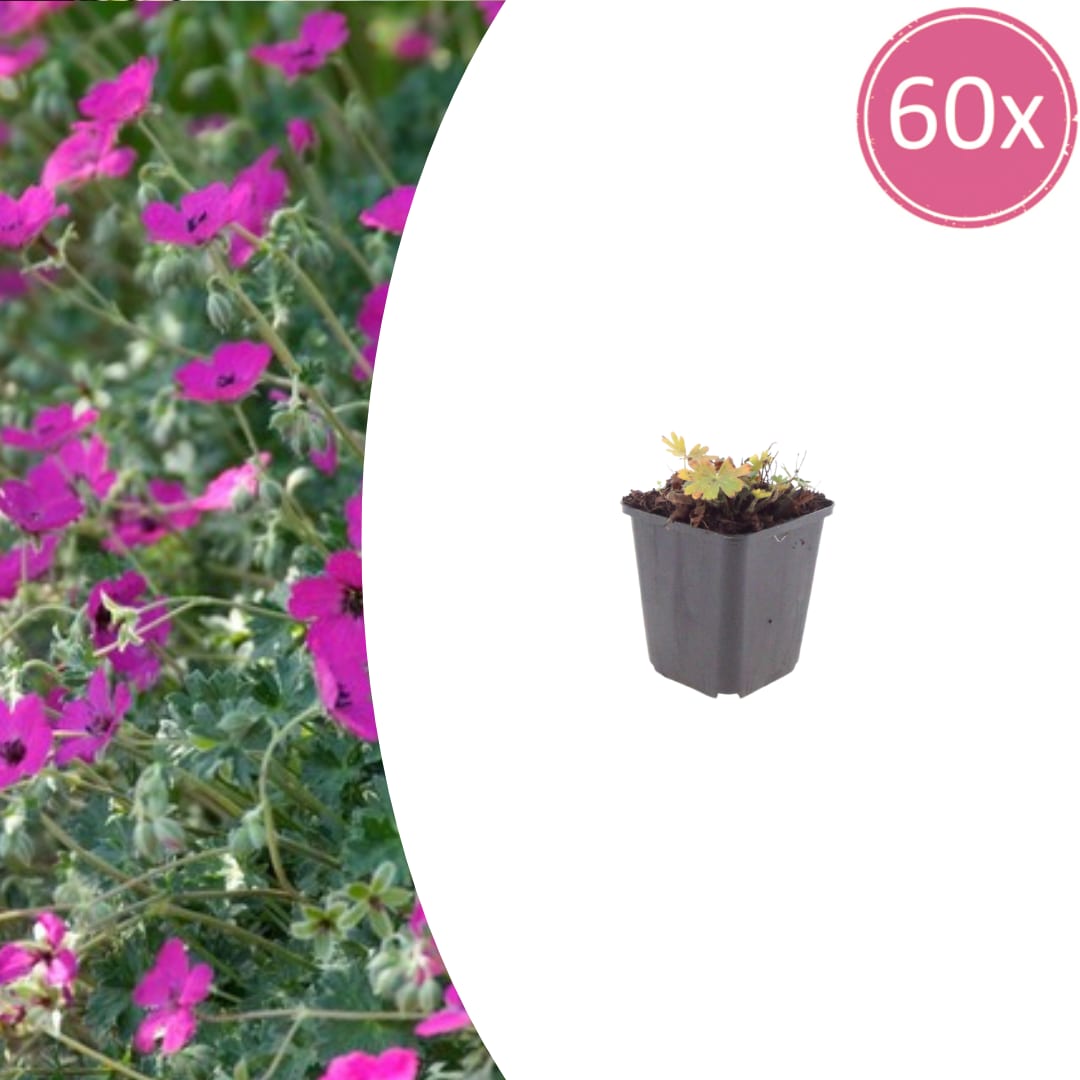 Geranium sanguineum Max Frei Ø9cm Höhe 10-25cm – Karminrote Blütenstaude für sonnige Beete & Steingarten – Ansicht 18