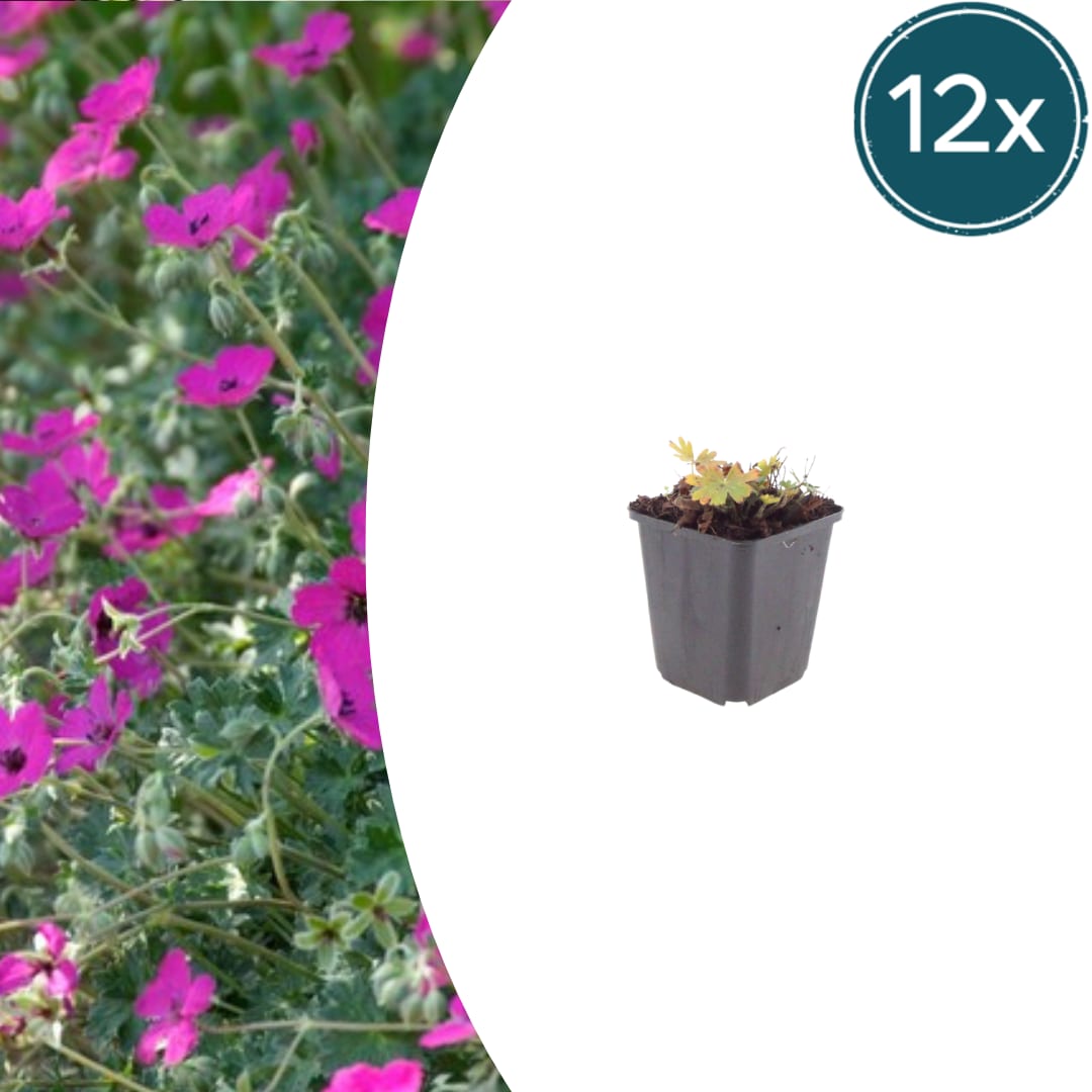 Geranium sanguineum Max Frei Ø9cm Höhe 10-25cm – Karminrote Blütenstaude für sonnige Beete & Steingarten – Ansicht 11