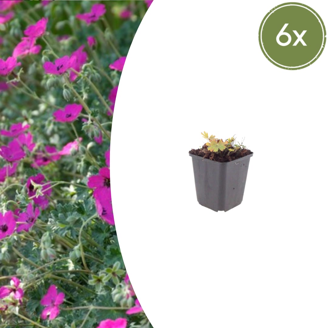 Geranium sanguineum Max Frei Karminrote Blütenstaude für sonnige Beete & Steingarten Ø9cm 6 Stück