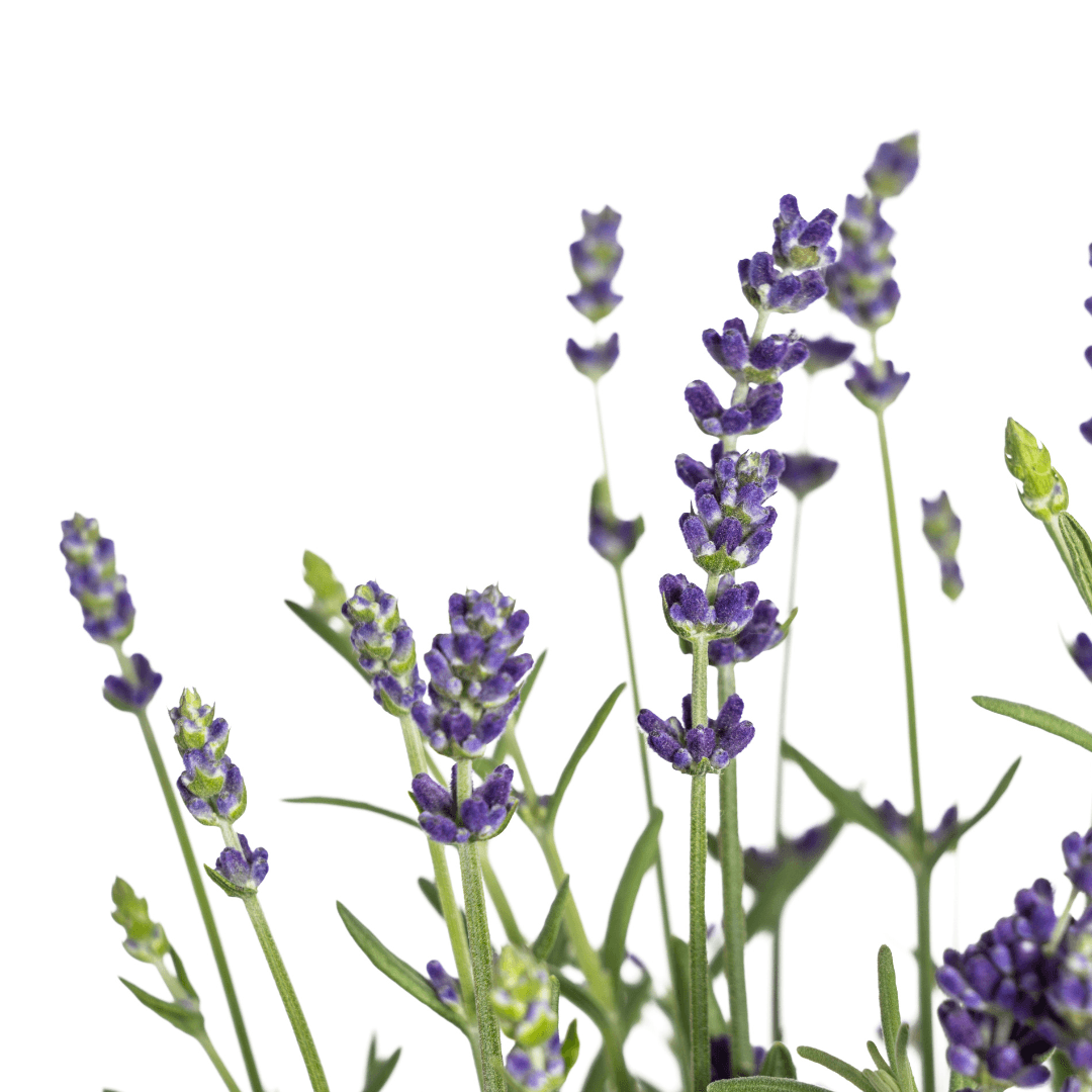 Echter Lavendel – Lavandula angustifolia – Ø13cm – ↕30–40cm – 8 Pflanzen – Duftende, bienenfreundliche Gartenpflanze – Für Beet, Balkon & Terrasse – Winterhart & pflegeleicht 