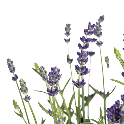 Echter Lavendel – Lavandula angustifolia – Ø13cm – ↕30–40cm – 8 Pflanzen – Duftende, bienenfreundliche Gartenpflanze – Für Beet, Balkon & Terrasse – Winterhart & pflegeleicht 
