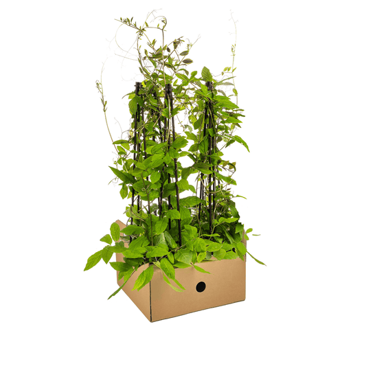 Glockenrebe - Cobea scandens Violet Blue - Ø13 cm - ↕60 cm - 4 Pflanzen 