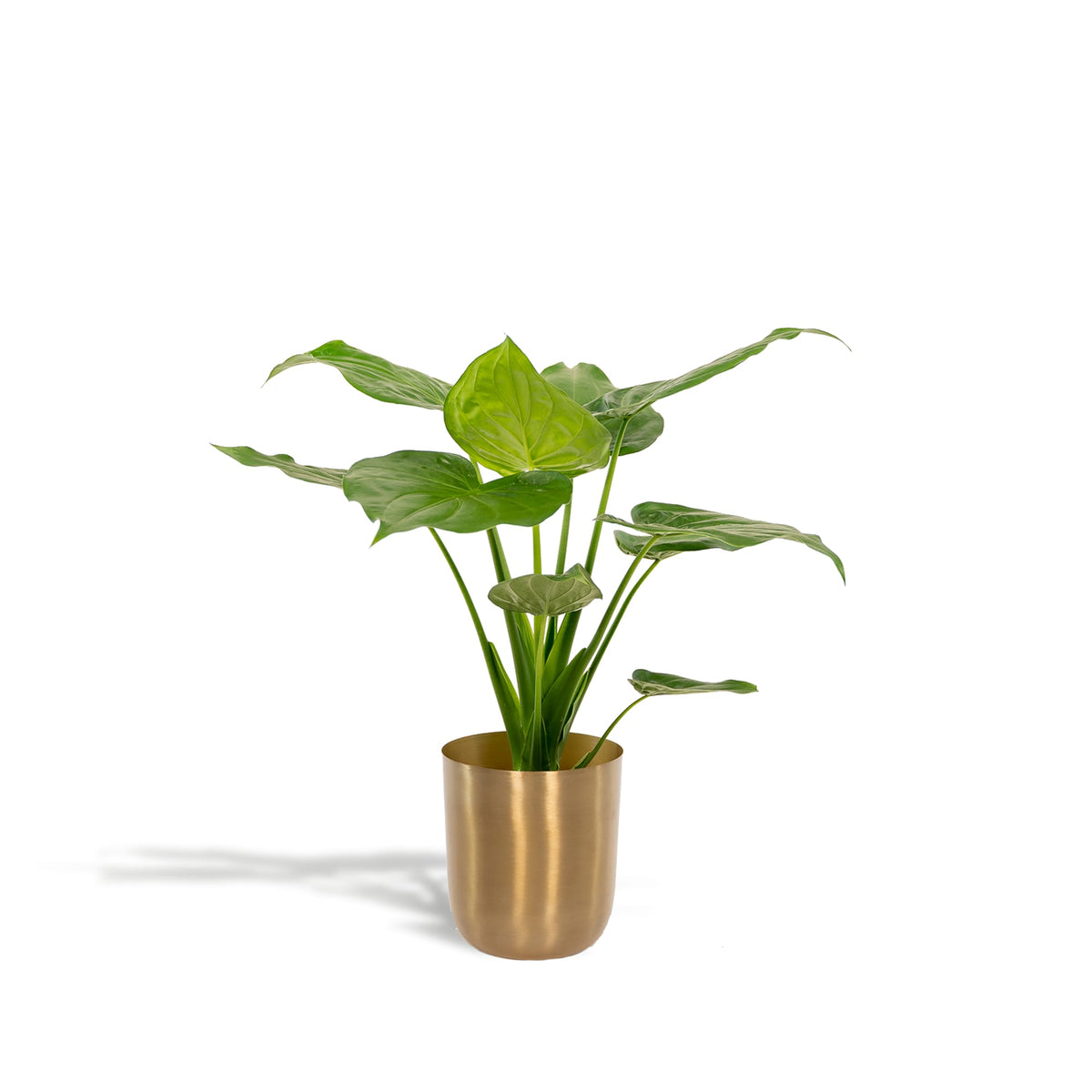 Alocasia Cucullata - Ø19cm - ↕65cm + Topf Mayk Gold 
