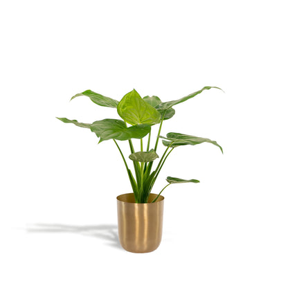 Alocasia Cucullata - Ø19cm - ↕65cm + Topf Mayk Gold 