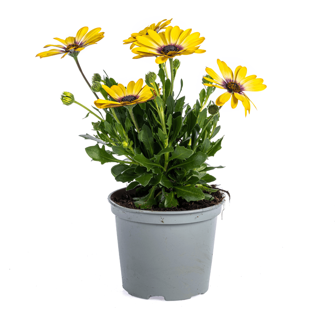 Kapmargerite - Osteospermum ecklonis Gelb - Ø12 cm - ↕20 cm - 8 Stück 