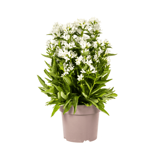 Campanula glomerata Genti – Ø19 cm – Höhe 30–40 cm – Glockenblume mit tiefvioletten Blüten – Winterharte Staude für Beete & Steingärten 