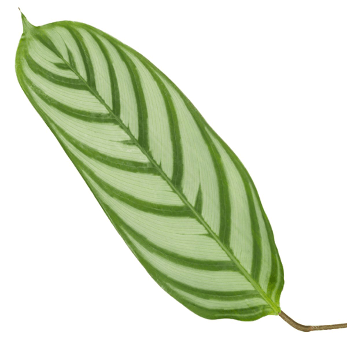 Korbmarante Calathea Compactstar – Zimmerpflanze 90cm hoch – Ø21cm – Tropische Blattschmuckpflanze mit dekorativem Muster – Pflegeleicht & luftreinigend 