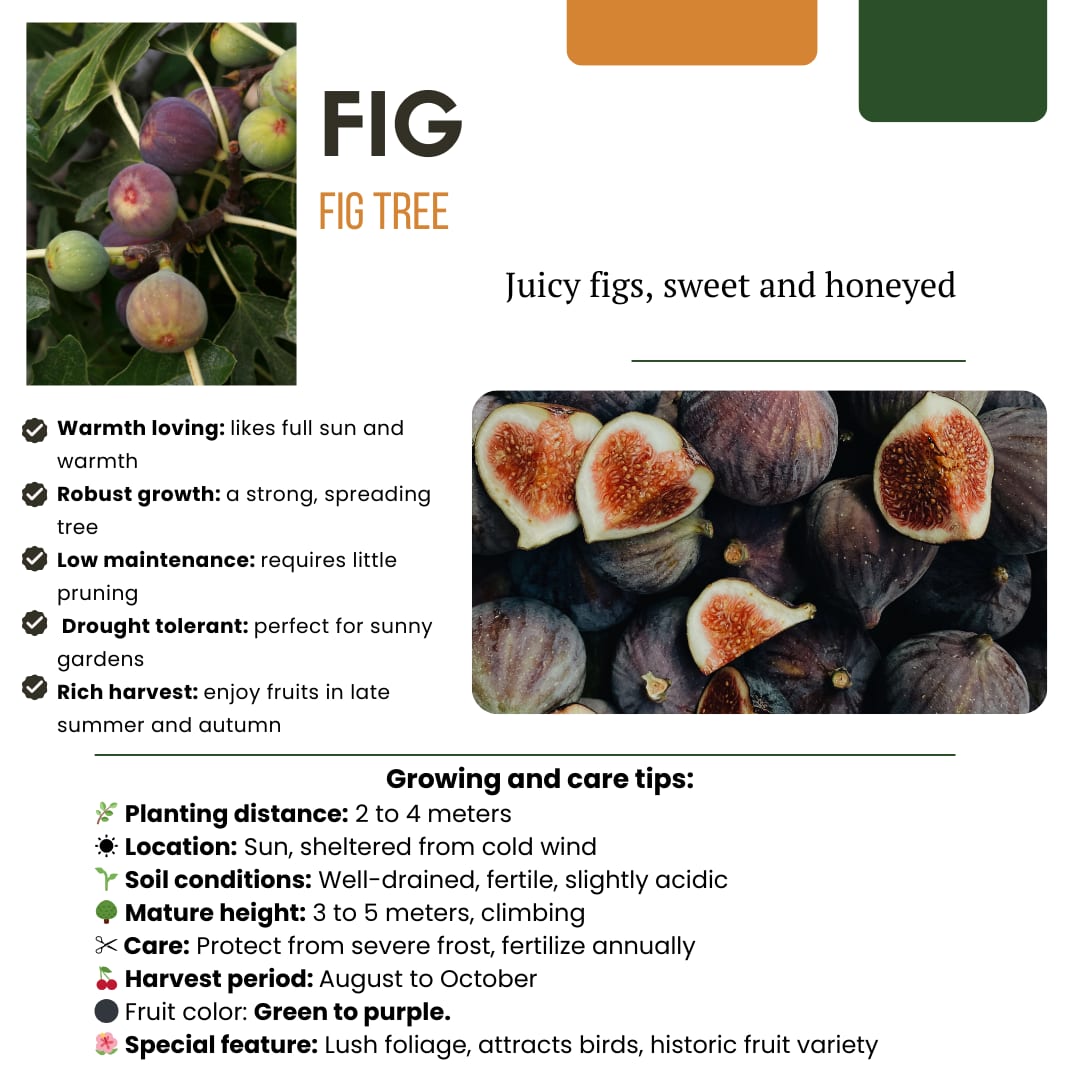 Bio Feigenbaum – Ficus carica – Ø13 cm x H20 cm – 3 Pflanzen – Selbst Früchte ziehen – Mediterranes Gartenhighlight – Frostbeständig & Pflegeleicht 