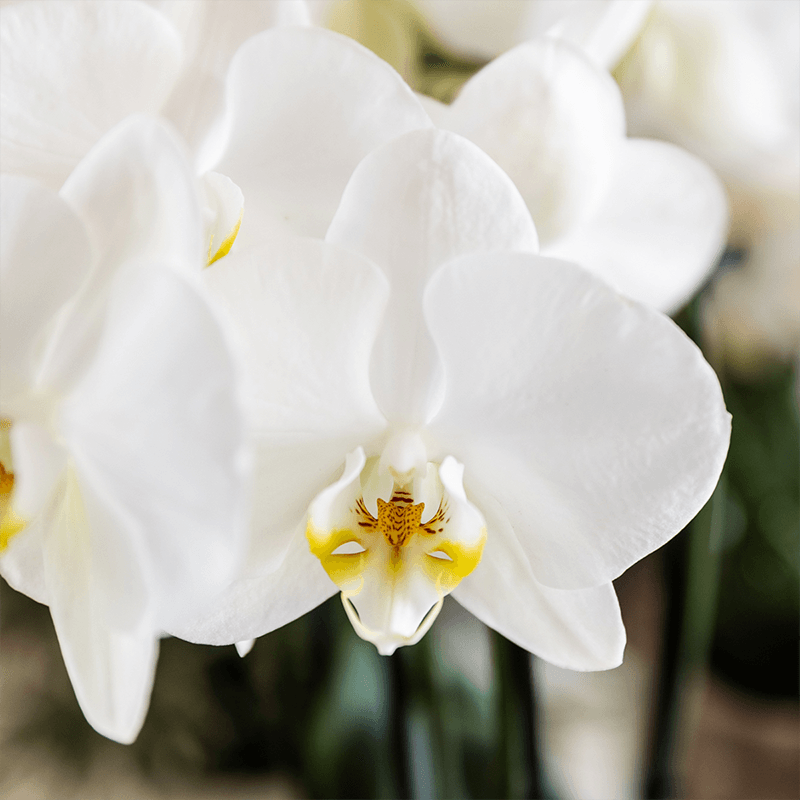 Kolibri Orchids | Pflanzenset Cotton Braun | Grüne Pflanzen mit Weißer Phalaenopsis-Orchidee Ghent in Keramischen Ziertöpfen 