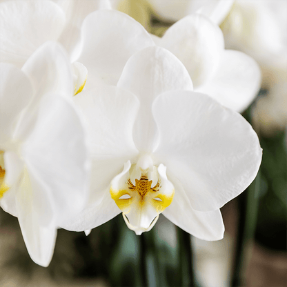 Kolibri Orchids | Pflanzenset Cotton Braun | Grüne Pflanzen mit Weißer Phalaenopsis-Orchidee Ghent in Keramischen Ziertöpfen 