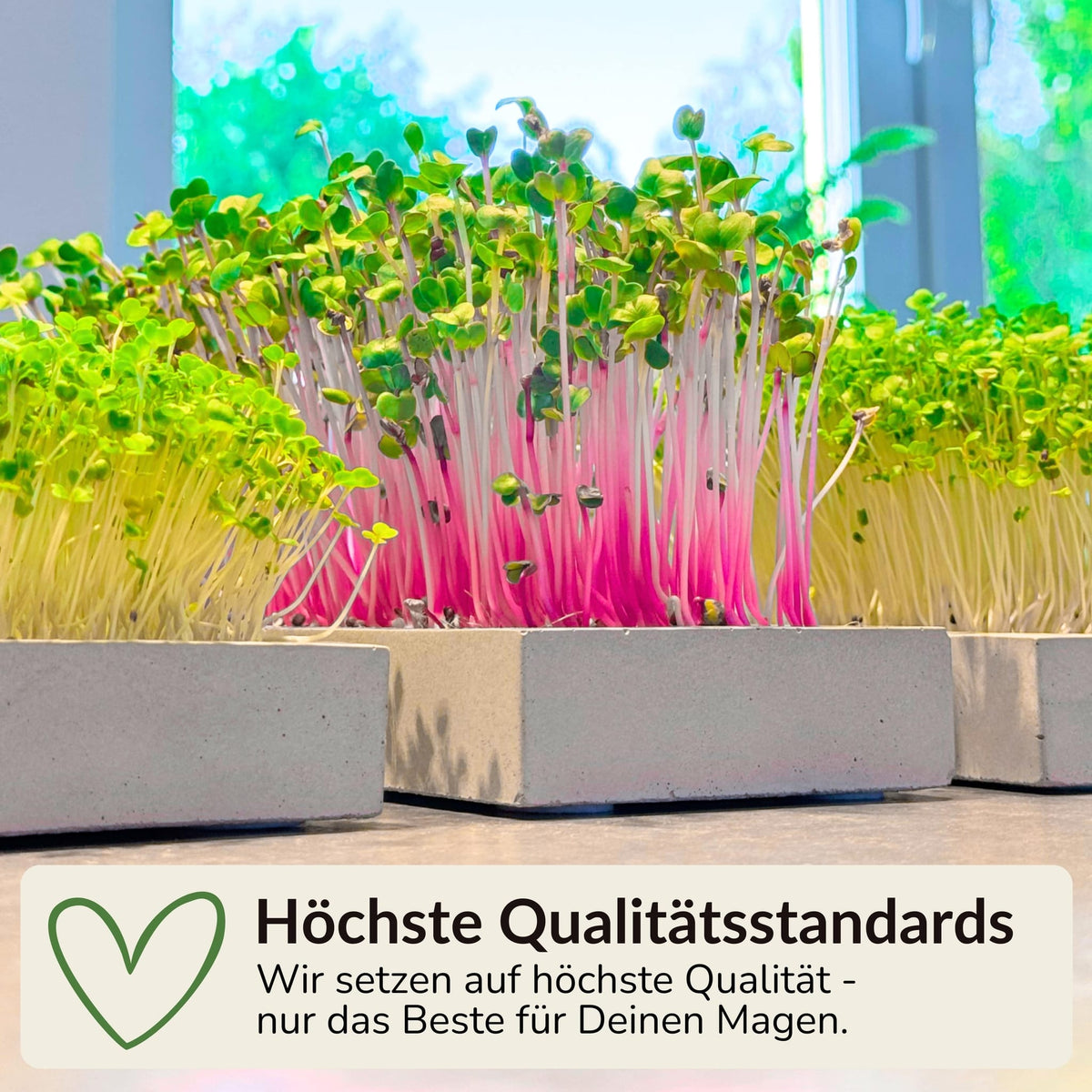 Anzuchtschale für Microgreens aus Beton 
