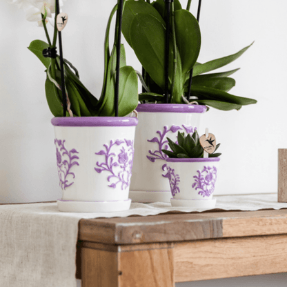 Orchidee Vienna Lila im Malaga Ziertopf Lila – Ø9cm – Zimmerpflanze mit 2-3 kräftigen Zweigen – Blühende Indoor-Orchidee – Geschenkidee & Wohnaccessoire 