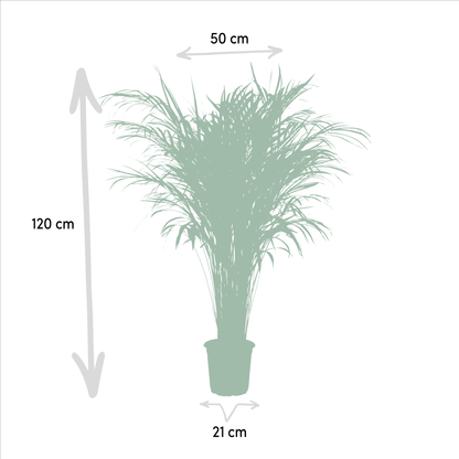 Goldfruchtpalme Areca – Zimmerpflanze Ø21cm – 110cm hoch – Luftreinigende tropische Palme für gesundes Raumklima – frisch aus der Baumschule 