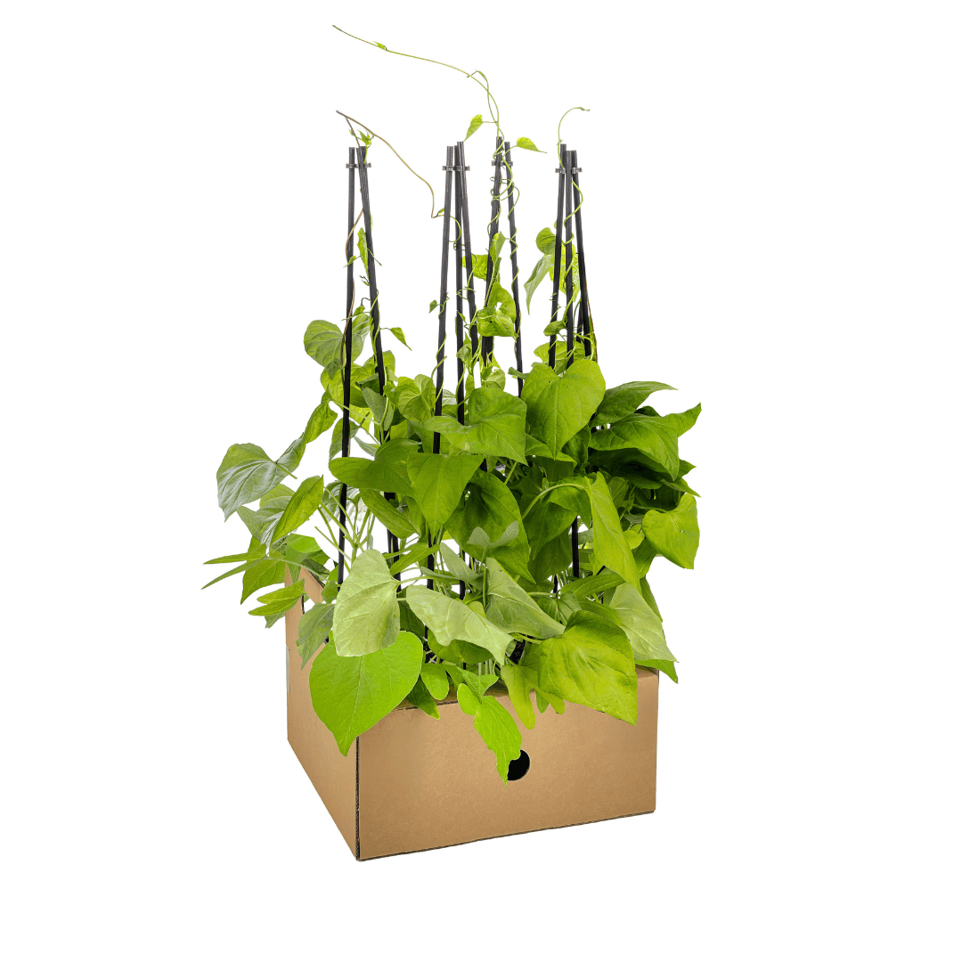Himmelblaue Prunkwinde - Ipomoea tricolor Heavenly Blue - Ø13 cm - ↕60 cm - 4 Pflanzen 