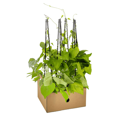 Himmelblaue Prunkwinde - Ipomoea tricolor Heavenly Blue - Ø13 cm - ↕60 cm - 4 Pflanzen 