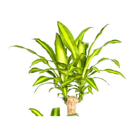 Dracaena Fragrans Massangeana mit Korb Ø24cm - ↕130 - 150cm 