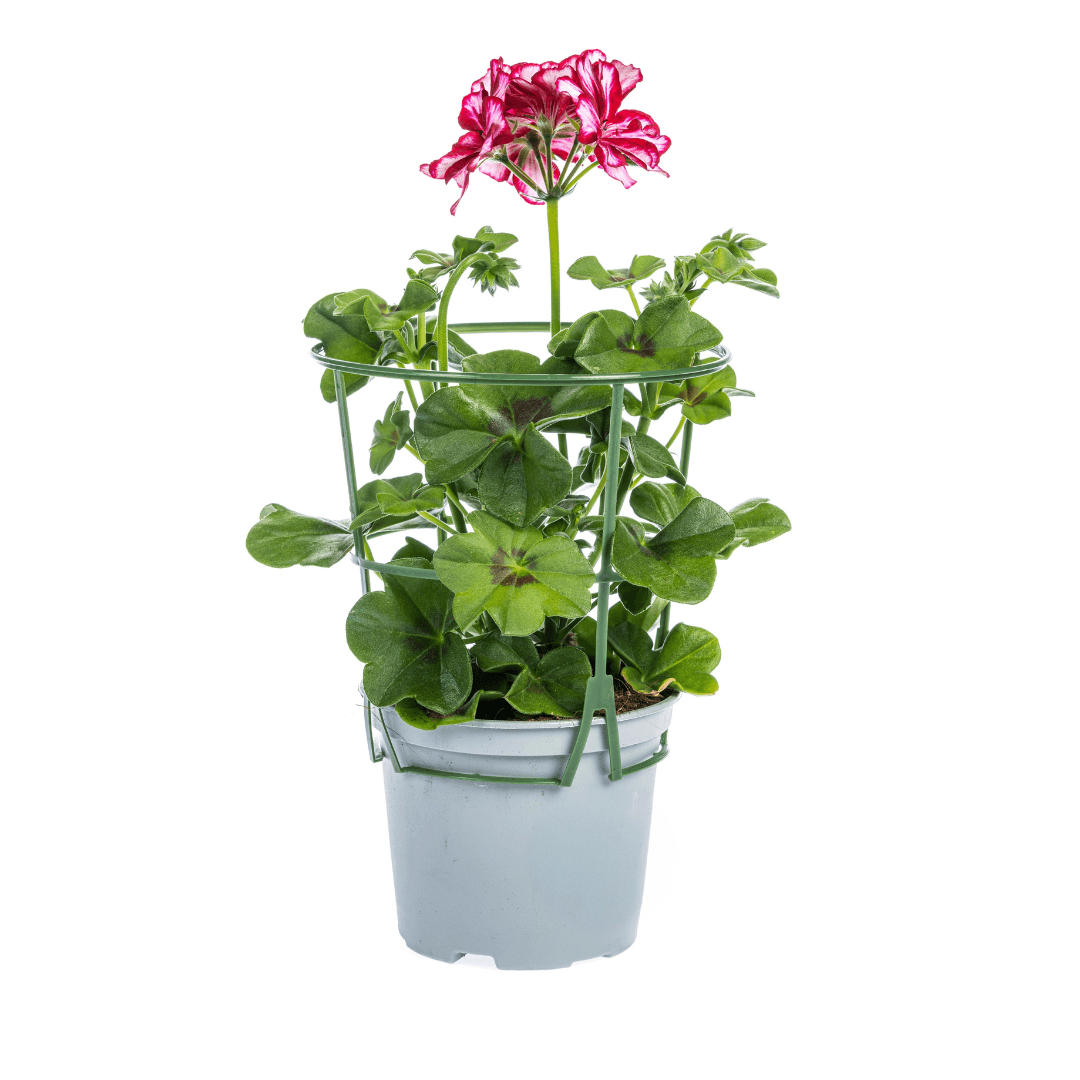 Geranie - Pelargonium peltatum Mexican Ruby - Ø12 cm - ↕20 cm - 8 Stück 