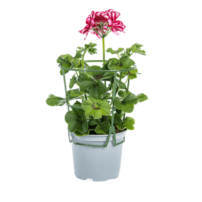 Geranie - Pelargonium peltatum Mexican Ruby - Ø12 cm - ↕20 cm - 8 Stück 