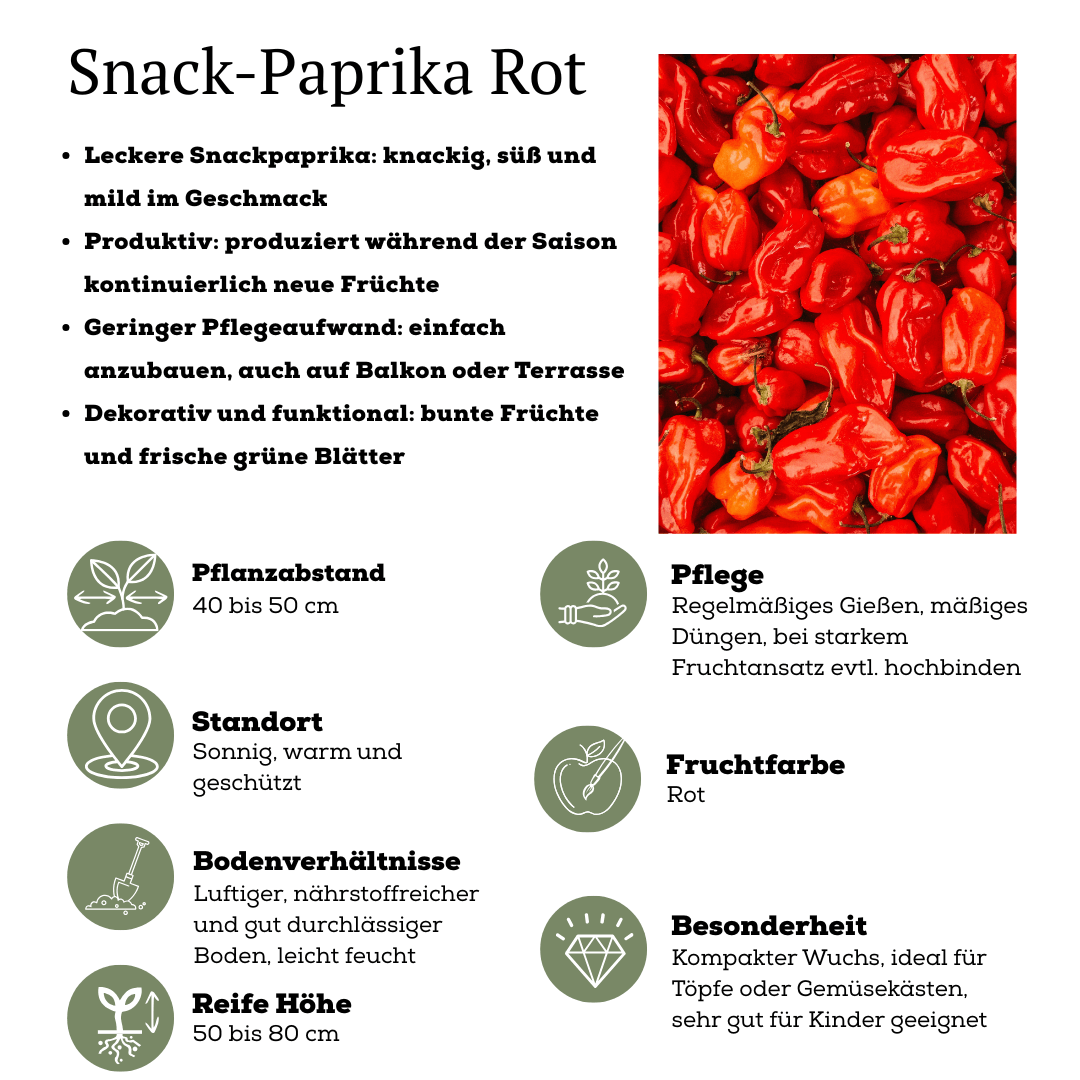 Rote Paprikapflanze - Snack Paprika - Ø14 cm - ↨45cm 