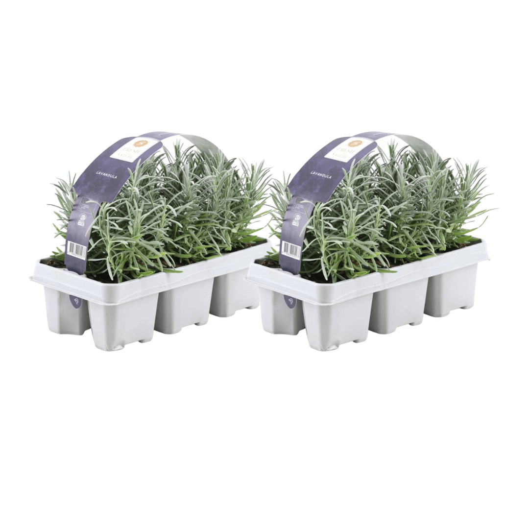 Lavandula angustifolia – Echter Lavendel – Ø7cm – ↕15cm – 12 Pflanzen – Duftende & Mediterrane Pflanzen – Für Garten, Balkon & Terrasse 