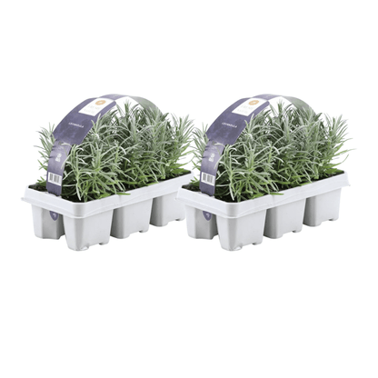 Lavandula angustifolia – Echter Lavendel – Ø7cm – ↕15cm – 12 Pflanzen – Duftende & Mediterrane Pflanzen – Für Garten, Balkon & Terrasse 