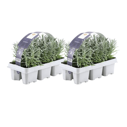 Lavandula angustifolia – Echter Lavendel – Ø7cm – ↕15cm – 12 Pflanzen – Duftende & Mediterrane Pflanzen – Für Garten, Balkon & Terrasse 