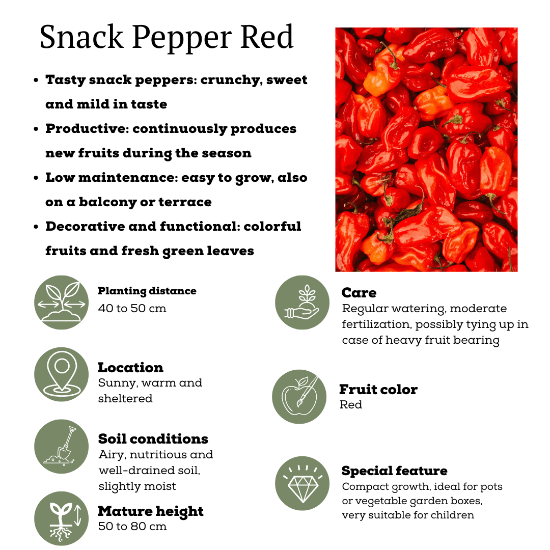 Rote Paprikapflanze - Snack Paprika - Ø14 cm - ↨45cm 