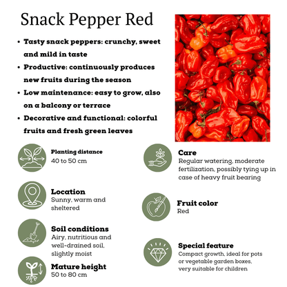 Rote Paprikapflanze - Snack Paprika - Ø14 cm - ↨45cm 