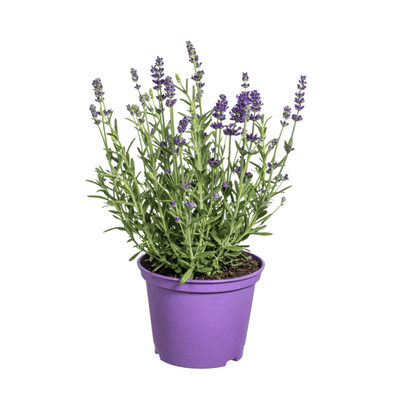 Echter Lavendel – Lavandula angustifolia – Ø13cm – ↕30–40cm – 8 Pflanzen – Duftende, bienenfreundliche Gartenpflanze – Für Beet, Balkon & Terrasse – Winterhart & pflegeleicht 