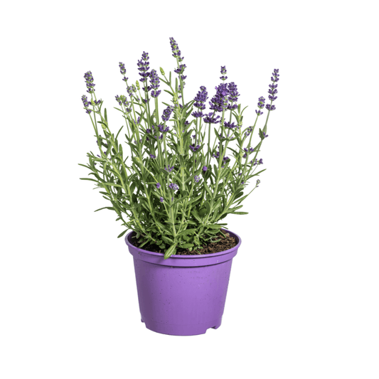 Echter Lavendel – Lavandula angustifolia – Ø13cm – ↕30–40cm – 8 Pflanzen – Duftende, bienenfreundliche Gartenpflanze – Für Beet, Balkon & Terrasse – Winterhart & pflegeleicht 