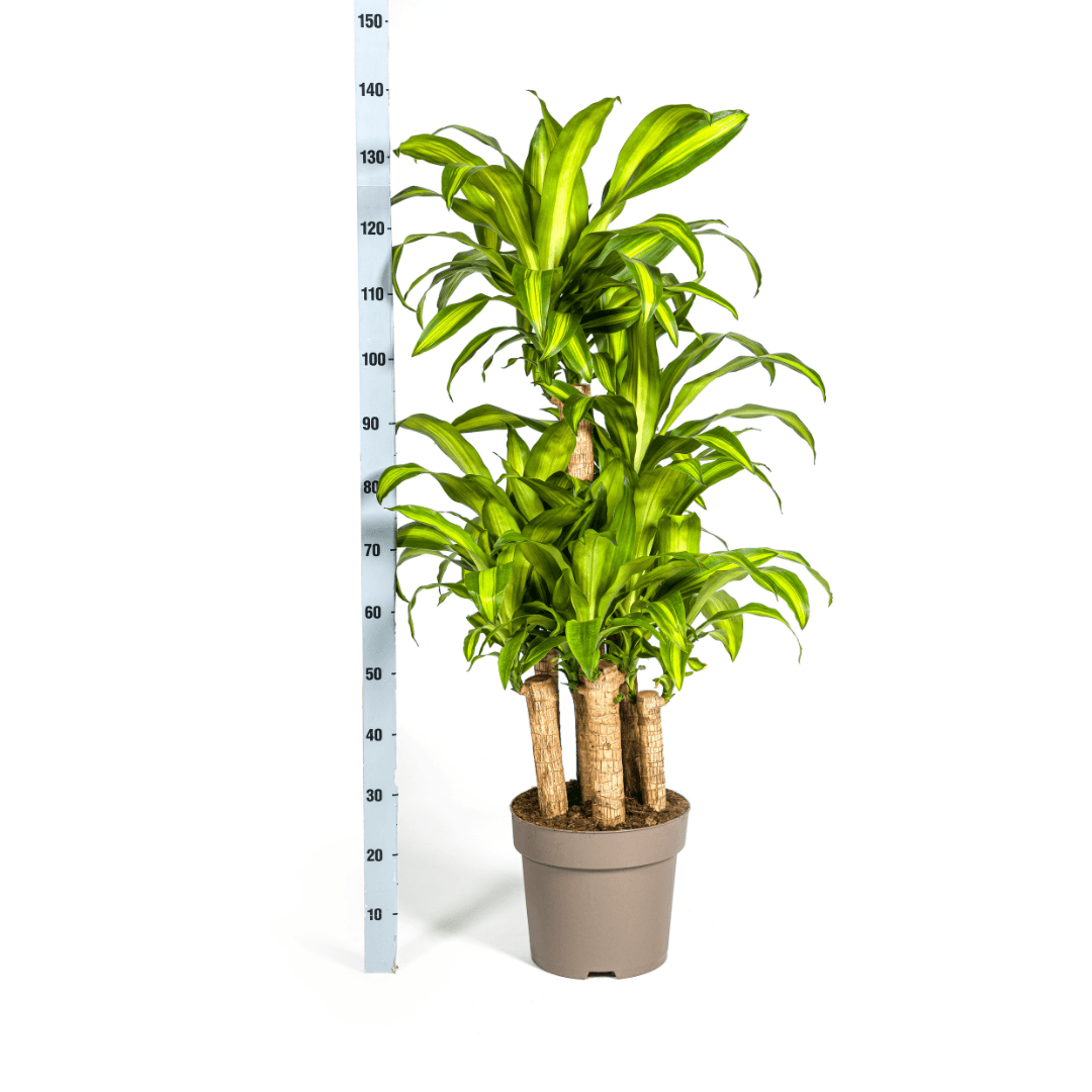 Drachenbaum Dracaena Fragrans Massangeana Karussell – Zimmerpflanze – Ø30cm – ↑130–150 cm – Grüne Blattpflanze für Wohnzimmer & Büro 