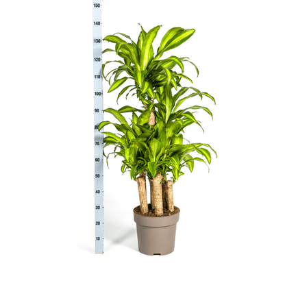 Drachenbaum Dracaena Fragrans Massangeana Karussell – Zimmerpflanze – Ø30cm – ↑130–150 cm – Grüne Blattpflanze für Wohnzimmer & Büro 