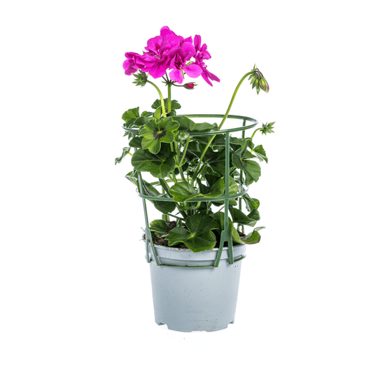 Hängepelargonie - Pelargonium peltatum Violet - Ø12 cm - ↕20 cm - 8 Pflanzen 