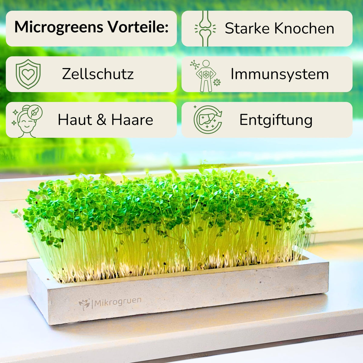 Microgreens Mini-Set 