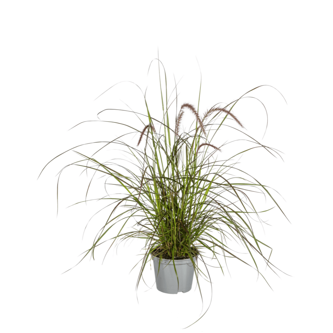 Pennisetum x advena Rubrum – Ø13 cm – 4 Pflanzen - Höhe 50–60 cm – Rotes Ziergras – Winterhart – Sonniger Standort – Dekorativer Horst für Garten & Terrasse 
